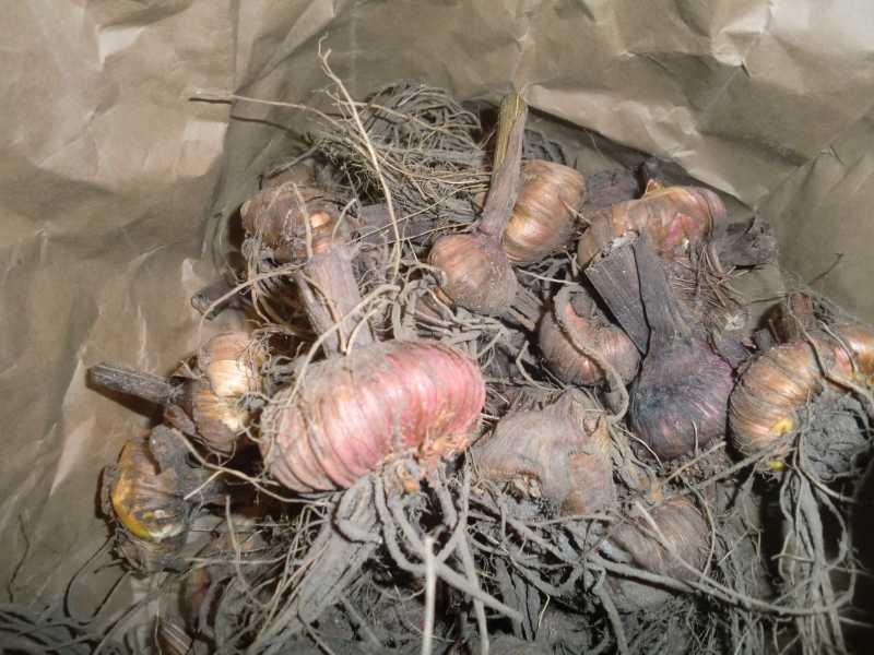 Выращивание гладиолусов в открытом грунте на урале