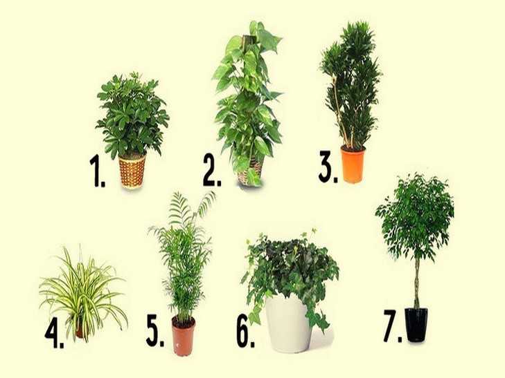 Комнатные растения, которые очищают домашний воздух на supersadovnik.ru