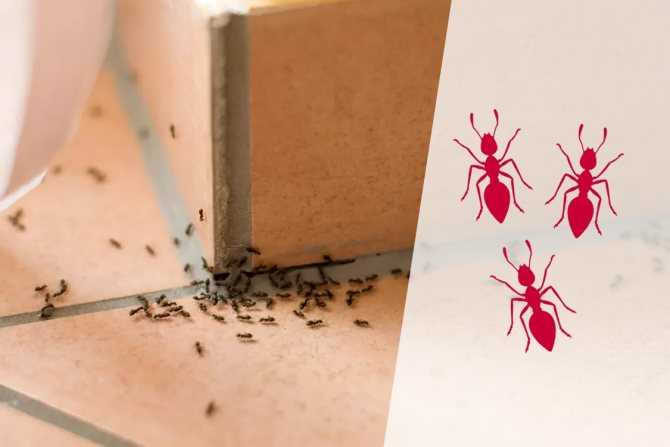 Чем можно избавиться от муравьев в доме народными средствами
