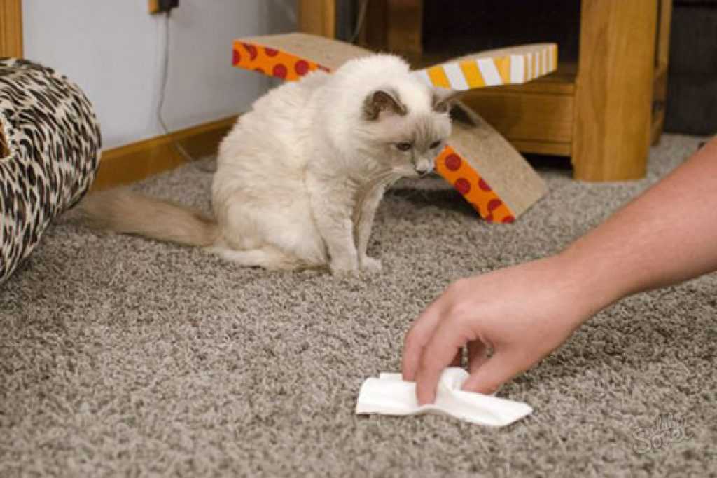 Убираем следы и запахи кошачьих луж и меток | блог ветклиники "беланта"