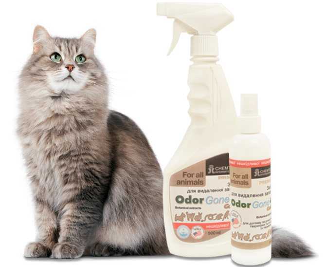 Как избавиться от запаха кошачьей мочи в квартире: 17 лучших средств для устранения вони