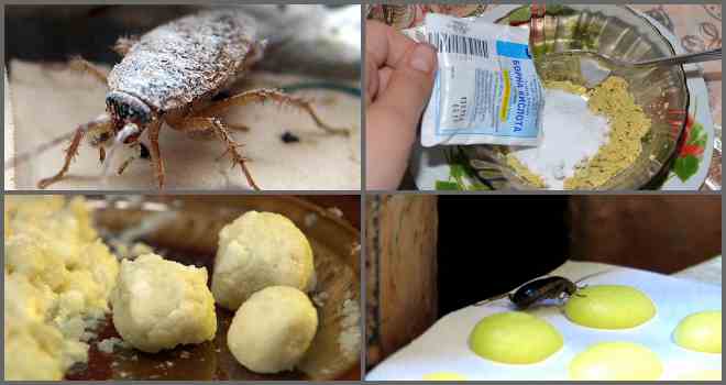 Борная кислота от тараканов: рецепты приготовления отравы - шариков с яйцом, картофелем, отзывы