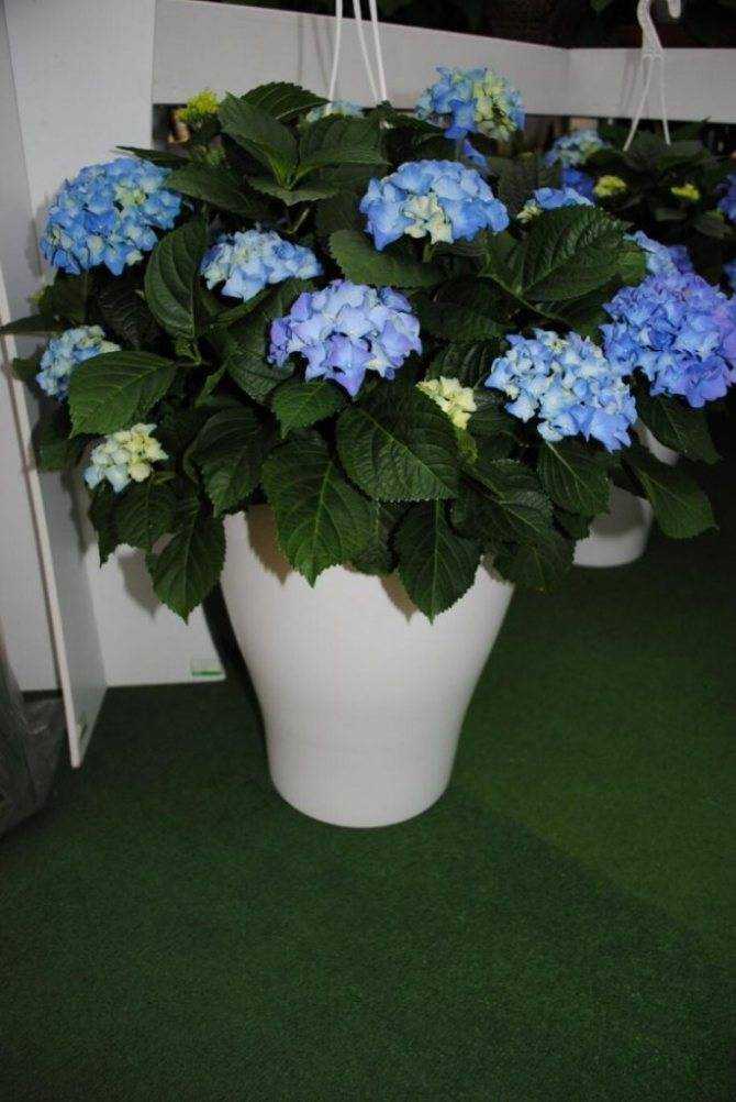 Гортензия комнатная - многолетнее растение, которое требует разного ухода зимой и летом. Уход в домашних условиях летом заключается в обильном и частом поливе.
