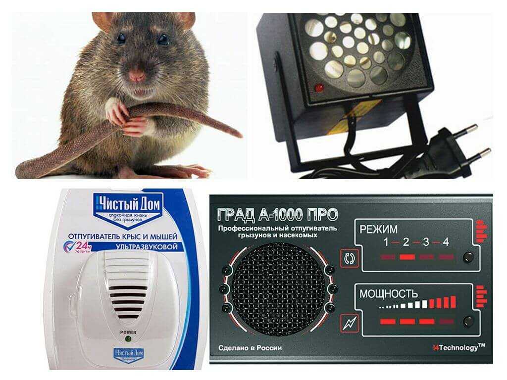 Как избавиться от мышей и крыс в квартире?