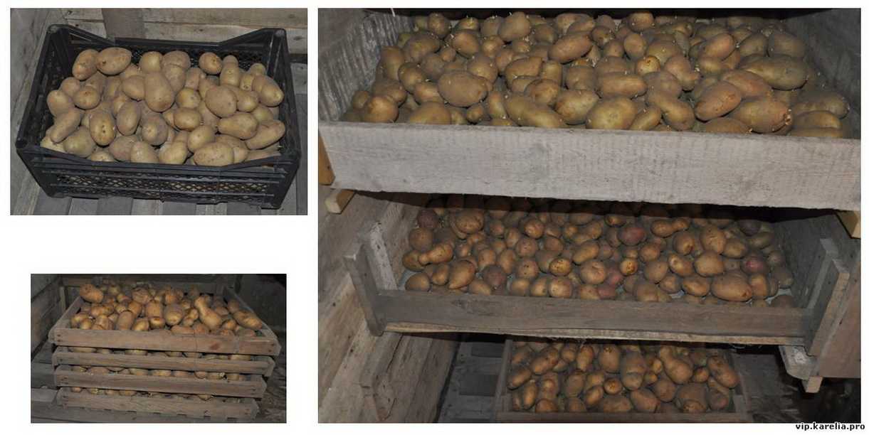 Как хранить картошку в квартире: условия хранения, чтобы не испортилась и не прорастала