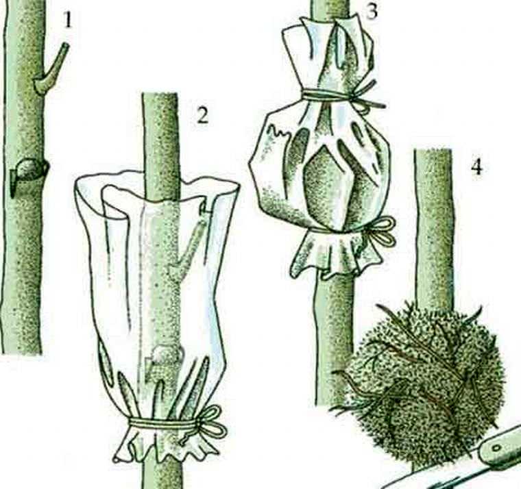 Монстера домашняя – экзотическая лиана из жарких тропиков. описание, уход, пересадка и размножение (75 фото & видео) +отзывы