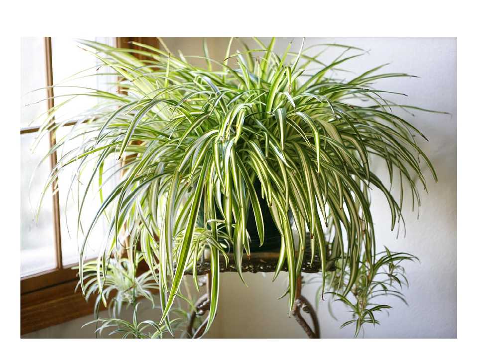 Растения, очищающие воздух в квартире - плющ, герань, лимон. Домашние комнатные растения могут быть опасны, например, плющ, который очень хорошо очищает воздух...