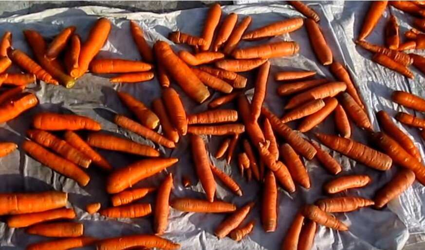 Как лучше сохранить морковь на зиму в погребе, как лучше это сделать в домашних условиях?