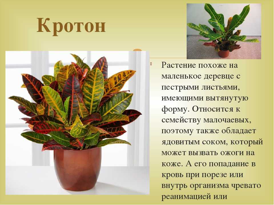 Яркий кодиеум (кротон) петра: описание цветка с фото, рекомендации по уходу