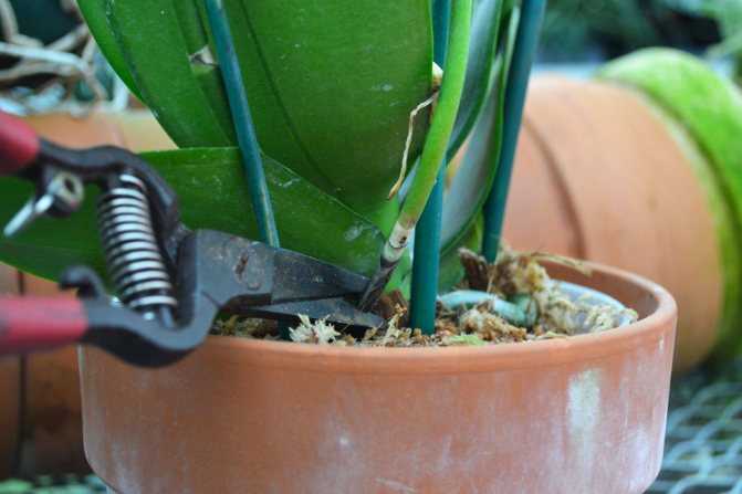 Обрезка орхидеи в домашних условиях: как и когда обновить старую орхидею, что делать для омолаживания, а также последующий уход за цветком в горшке