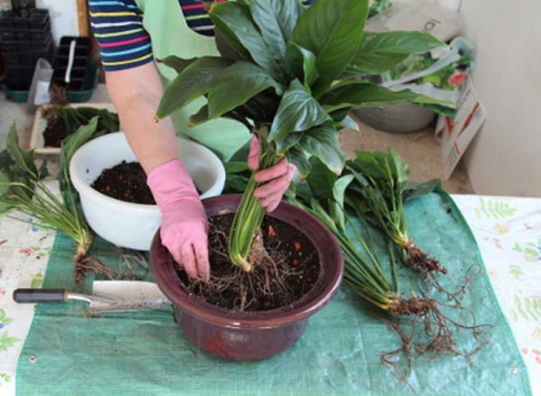 Калатея: уход за растением в домашних условиях