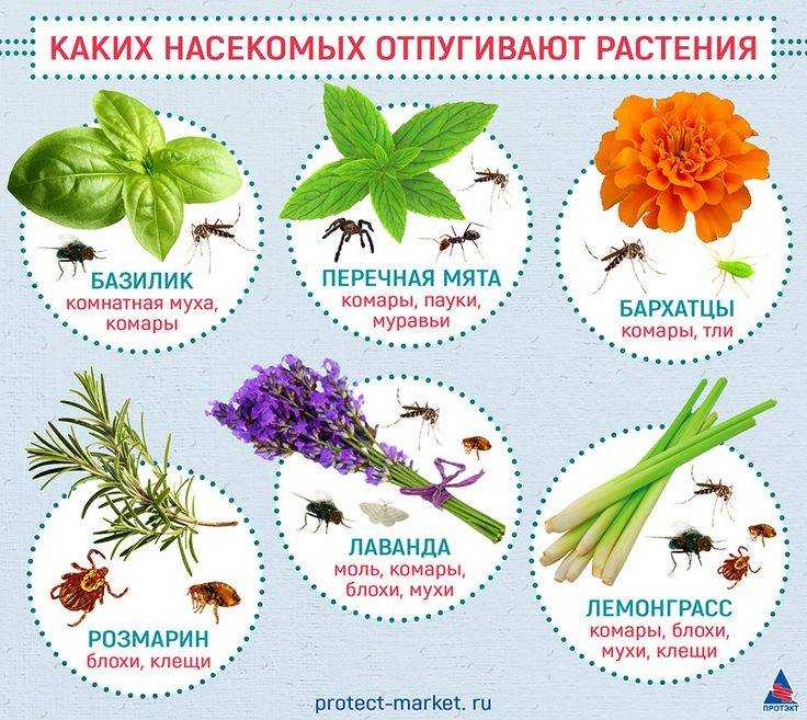 Растения-репелленты: что посадить, чтобы отогнать надоедливых насекомых на supersadovnik.ru