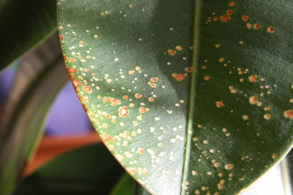 Темные пятна на листьях фикуса, причины появления, методы устранения проблемы