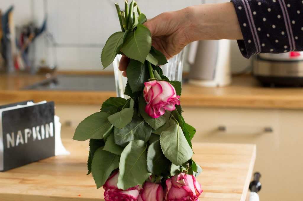 При какой температуре хранить розы на балконе и в холодильнике в букетеэнциклопедия роз — сорта, описание и фото