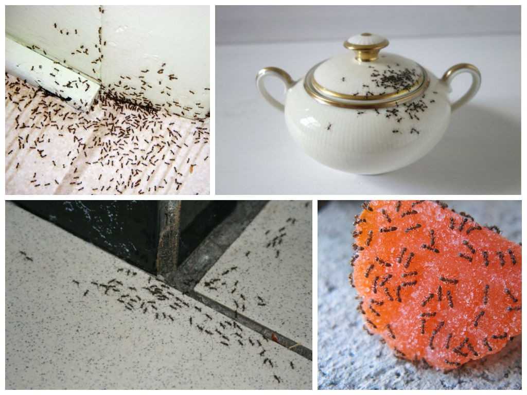 Как травить муравьев в домашних условиях народными средствами