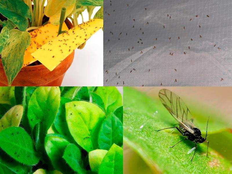 5 способов, как избавиться от мух в доме и на даче