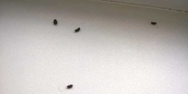 Откуда в квартире берутся жуки кожееды и как быстро и безопасно от них избавиться?