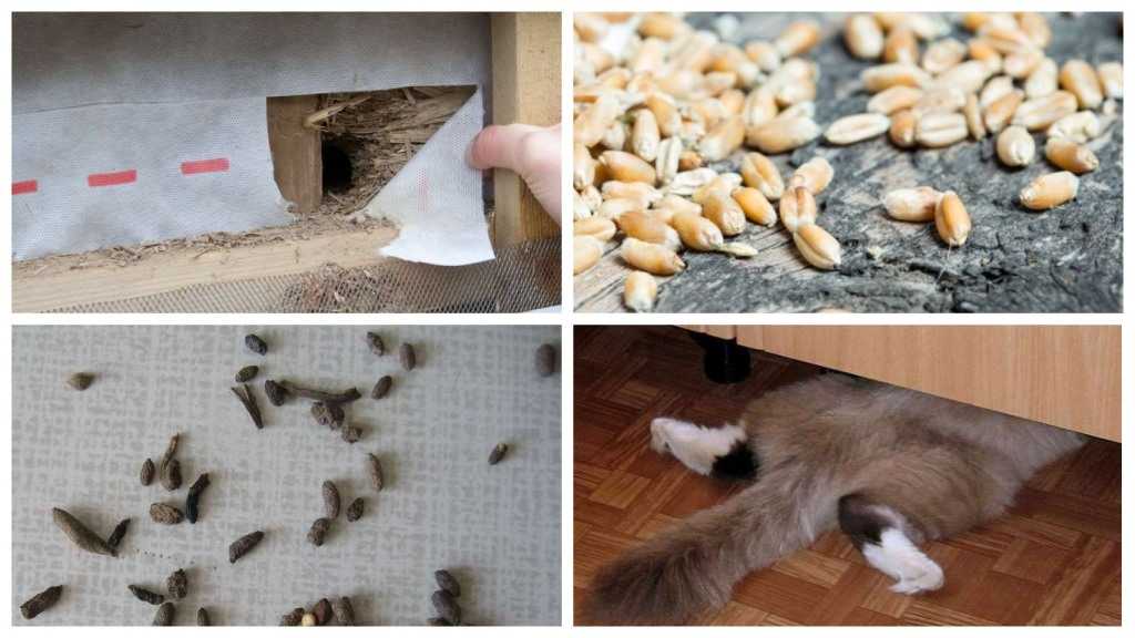 Как бороться с мышами в частном доме: обзор самых эффективных способов. мыши в доме