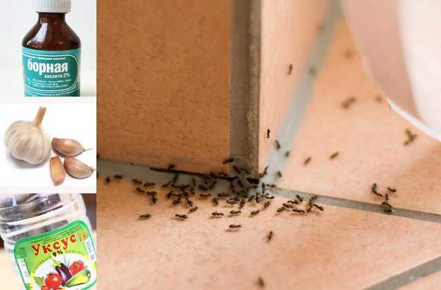 Страшная напасть - рыжие муравьи в квартире. Как избавиться от них народными и покупными средствами мы расскажем в этой статье. Вывести муравьев поможет цитрусовая кожура.