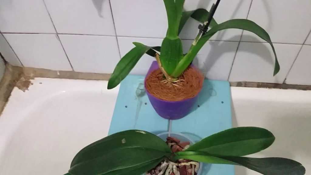 Нужно ли орхидею обрезать, когда лучше это делать? как провести процедуру в домашних условиях?