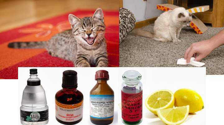 Как удалить запах кошачьей мочи народными средствами