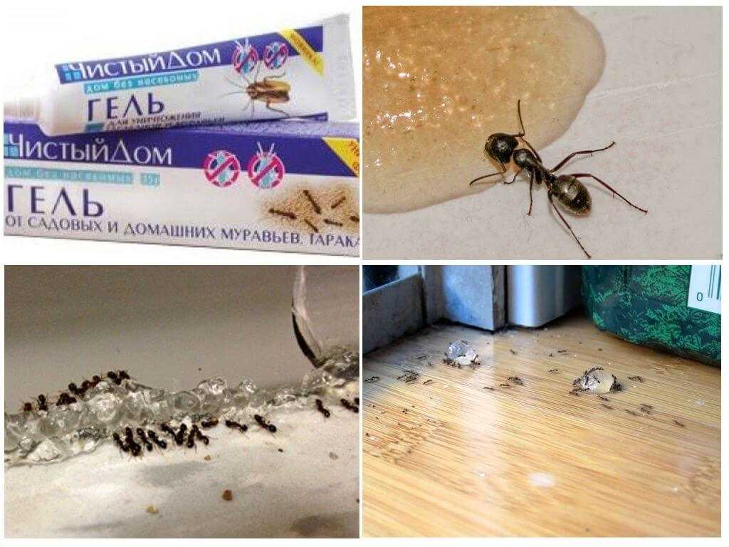 Чем можно избавиться от муравьев в доме народными средствами