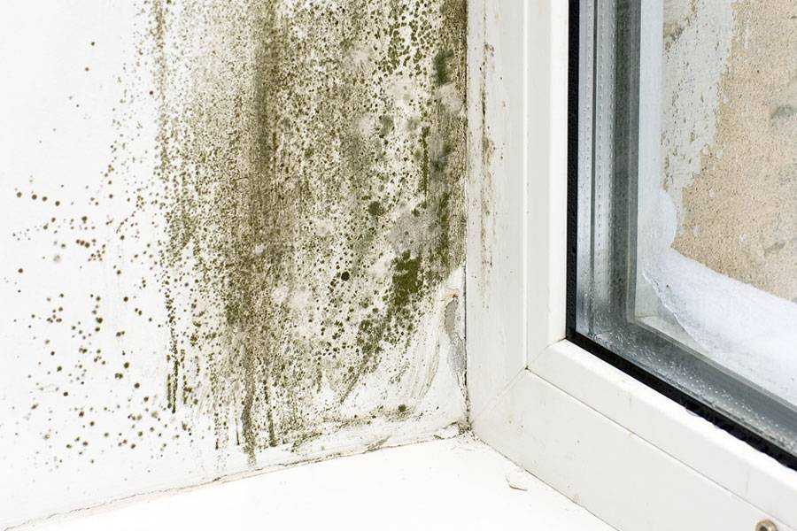Как избавиться от плесени на окнах: обзор эффективных методов