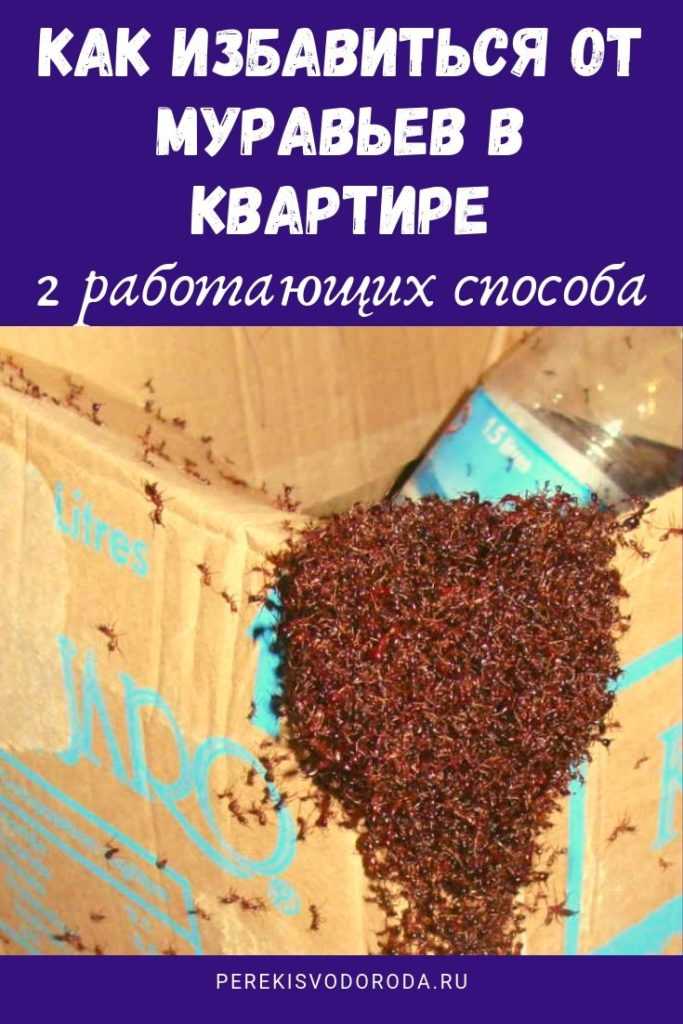 Борьба с муравьями в квартире народными средствами — всё от а до я русский фермер