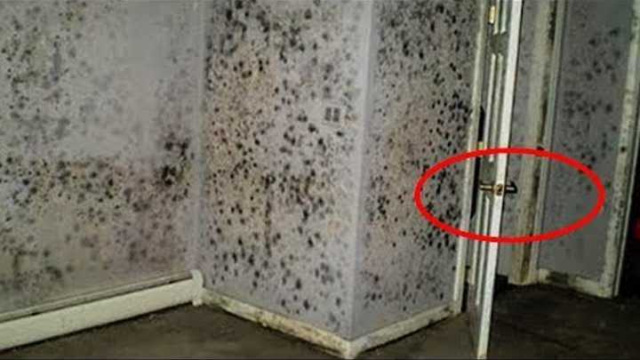 Почему плесень и грибок опасны в квартире?