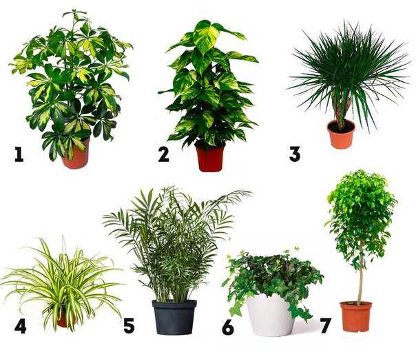 Топ-25 самых неприхотливых комнатных растений