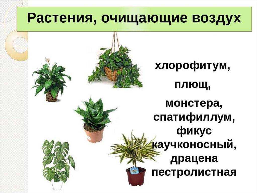 15 растений специально для лентяев на supersadovnik.ru