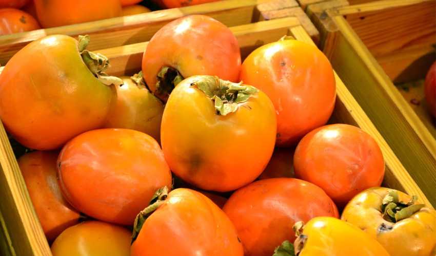Как хранить хурму: особенности хранения спелого и незрелого фрукта, сроки годности после сушки и вяления