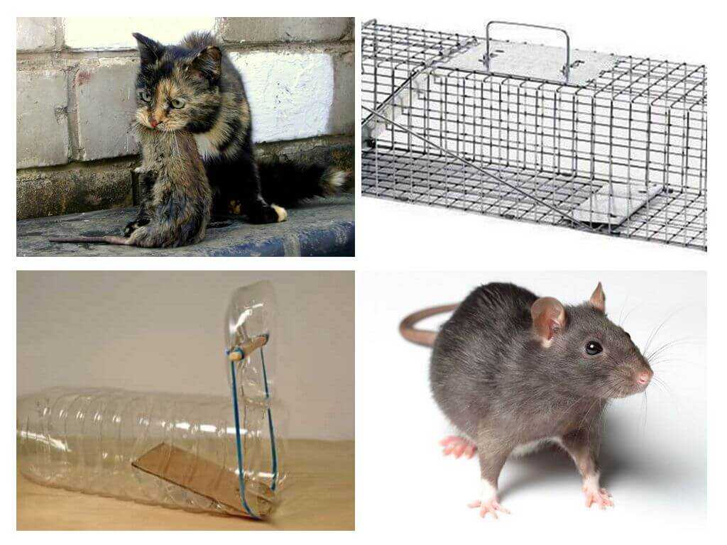 Как избавиться от мышей. обзор самых эффективных способов как избавиться от мышей: народные средства, мышеловки, яды и прочее