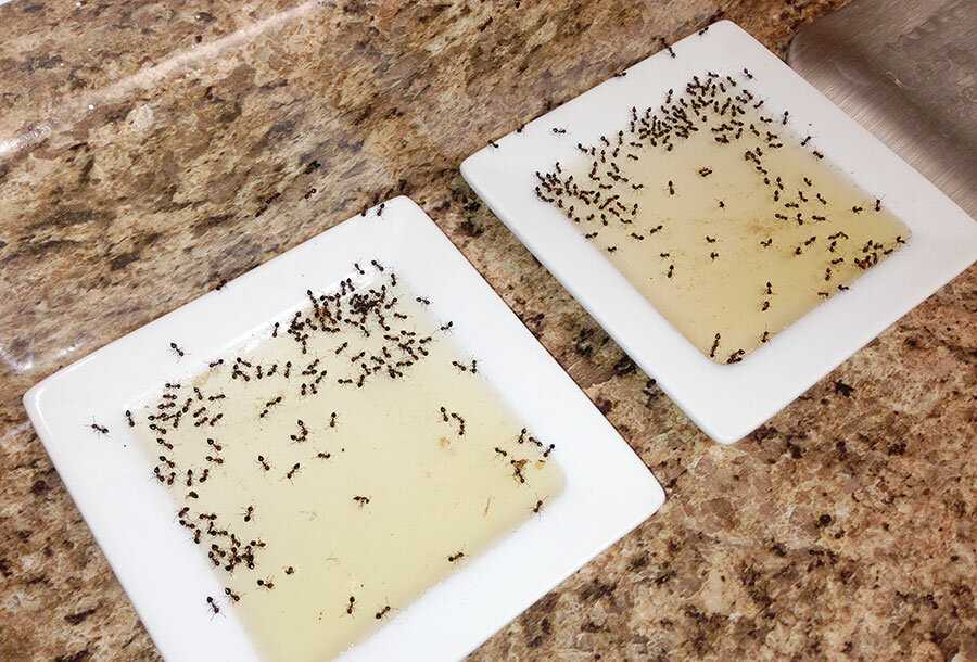 Как избавиться от муравьев в доме навсегда в домашних условиях: как вывести муравьев из квартиры навсегда, рыжие муравьи в квартире как избавиться