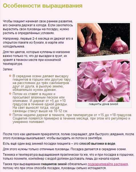 Гиацинты: как выращивать цветок, фото видов, однолетнее или многолетнее растение, хранение после цветения, характеристики