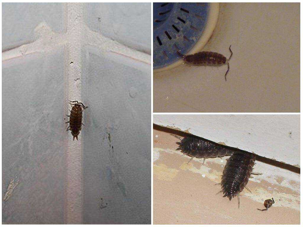 Как избавиться от мокриц в квартире самостоятельно: какими средствами вывести это насекомое в домашних условиях, как борьба с ним выглядит на фото? русский фермер