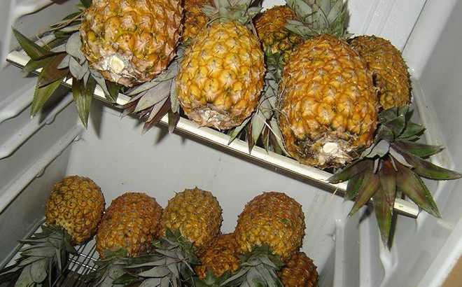 Как хранить ананас в домашних условиях: в комнате, холодильнике.