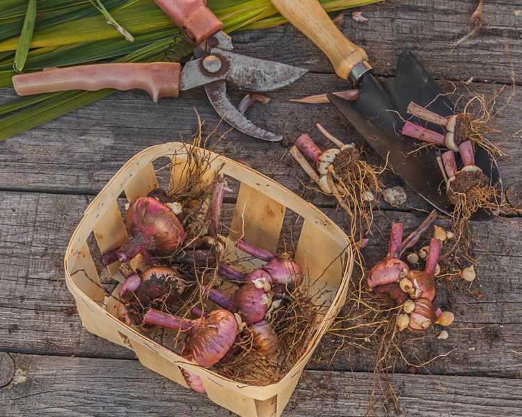 Как хранить луковицы гладиолусов: при какой температуре, как подготовить к хранению зимой, чем обработать от болезней, когда доставать весной?