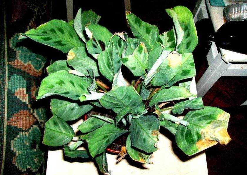 Уход в домашних условиях для маранты своеобразный. Маранта - это светолюбивое растение, любит опрыскивания листьев. Бывает разных видов: трехцветная (триколор)...