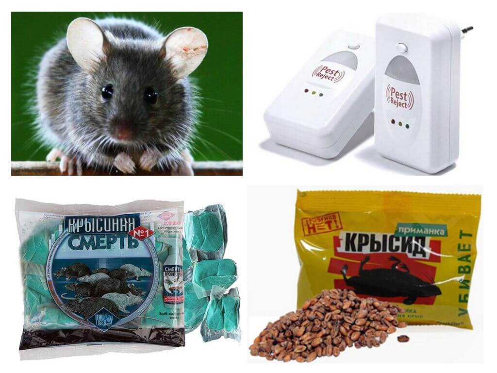 Как избавиться от мышей и крыс в квартире? как вывести навсегда народными без мышеловки? как быстро поймать мышь в домашних условиях?