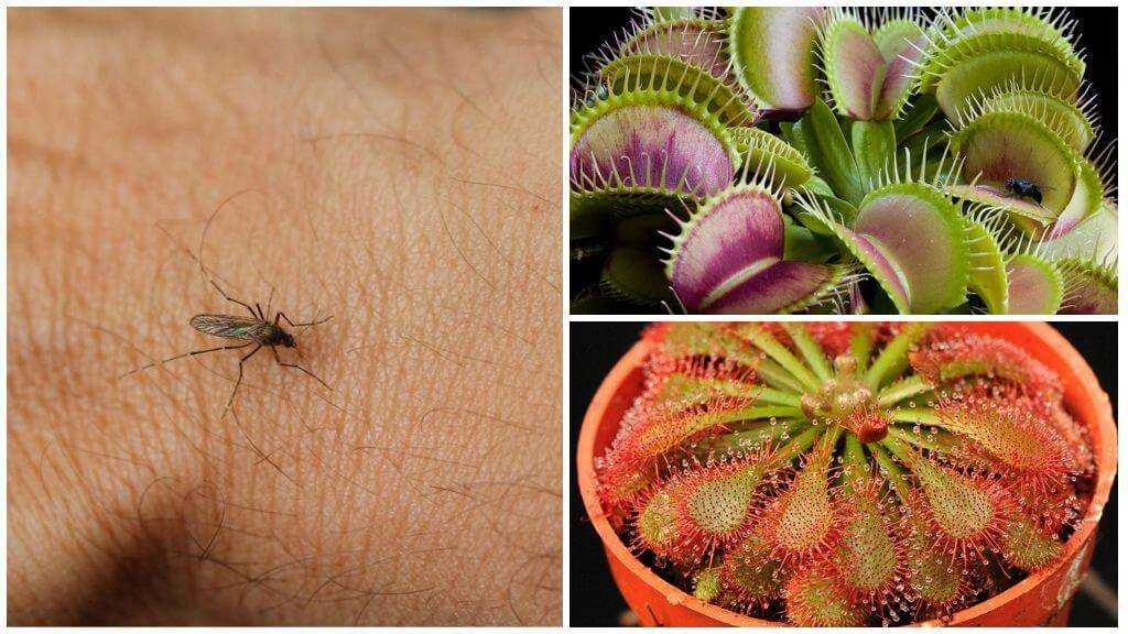 5 запахов, от которых комары сразу летят прочь
