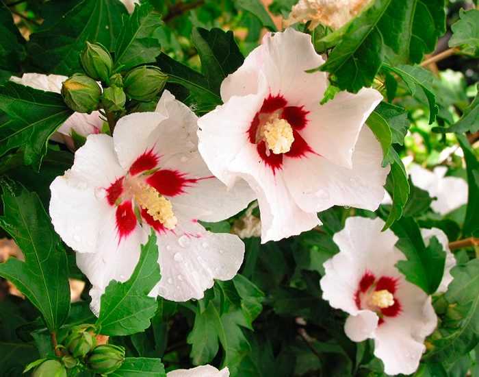 Садовый гибискус (30 фото) - посадка и уход в открытом грунте, размножение уличной китайской розой