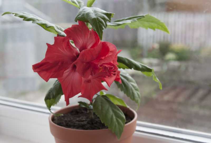 Китайская роза или гибискус (фото) - уход в домашних условиях, виды и сорта, пересадка и размножение