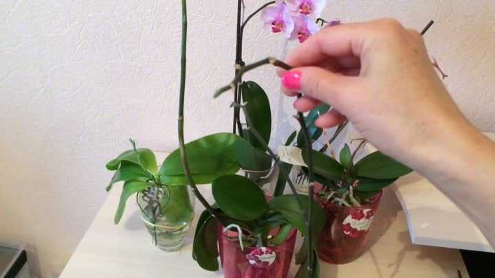 Уход после цветения за орхидеей заключается в правильной пересадке, поливе и обрезании цветоносов. Если цветонос у орхидеи засох - его нужно обрезать под корень. Правильно обрезать...
