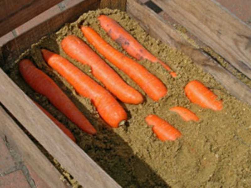 Хранение моркови в пакетах (полиэтиленовых, вакуумных, вместе со свеклой, мытую и т.д.): можно ли и как хранить?