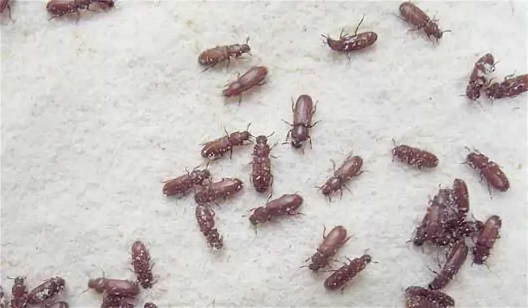 Как избавиться от жучков в крупе. эффективные и безопасные методы борьбы с насекомыми
