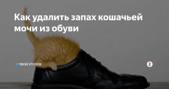Кот пометил обувь, как избавиться от запаха, как удалить запах кошачьей мочи из обуви, как отмыть и отстирать ботинки