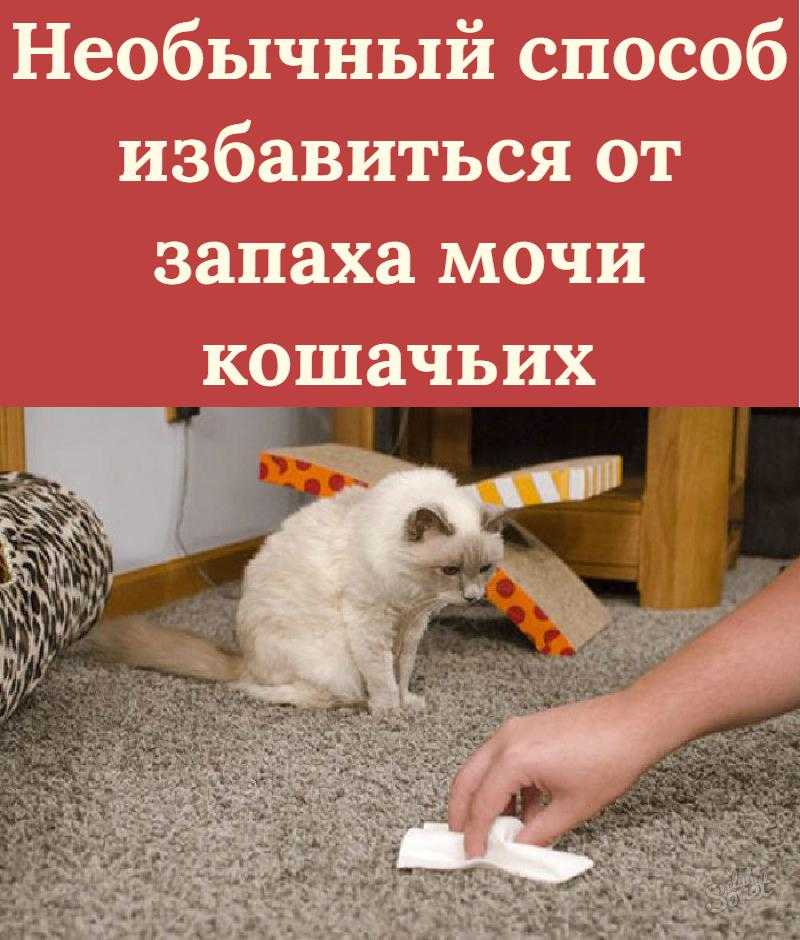 Как убрать кошачий запах в квартире, что делать, если кот пометил в доме, как удалить аромат меток кошки: советы и рецепты