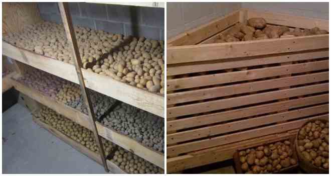 Температура хранения картофеля: советы, рекомендации