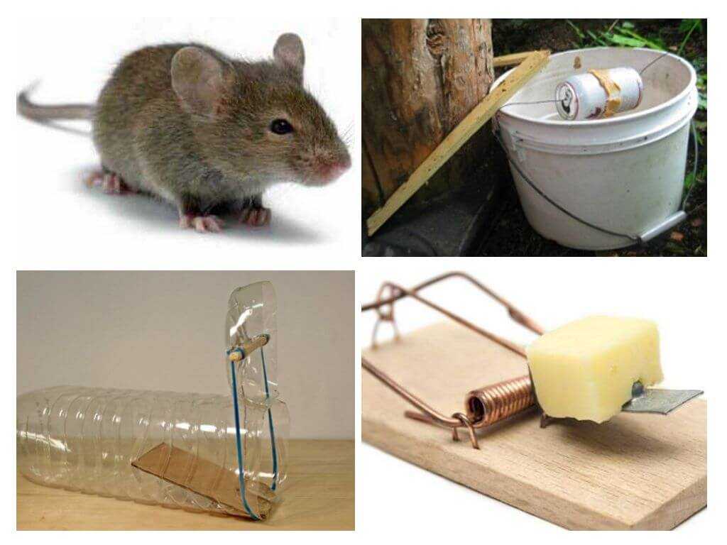 Как бороться с мышами в частном доме: обзор самых эффективных способов. как навсегда избавиться от крыс в частном доме народными средствами